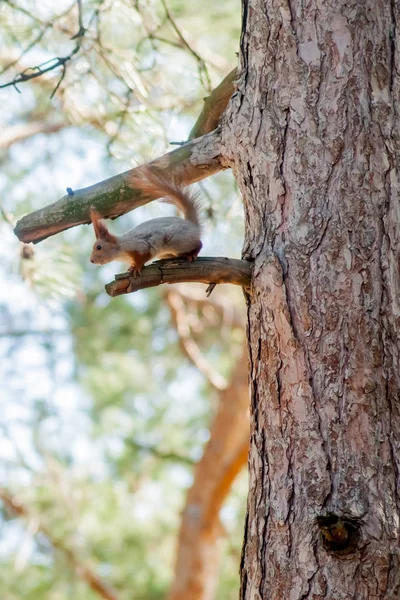 Esquilo vermelho sentado em um coto de árvore coberto de musgo — Fotografia de Stock