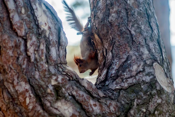 Röda ekorren sitter på en mossa täckt stubbe — Stockfoto