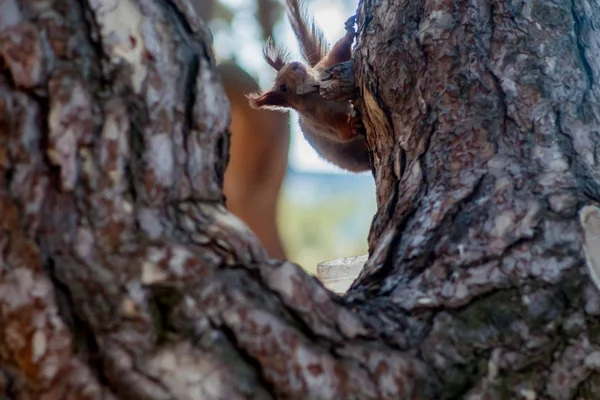 Esquilo vermelho sentado em um coto de árvore coberto de musgo — Fotografia de Stock