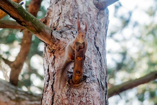 Esquilo vermelho sentado em um coto de árvore coberto de musgo — Fotografia de Stock
