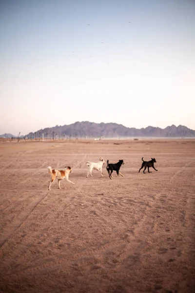 Caminhar Através Deserto Pitoresco Egito — Fotografia de Stock