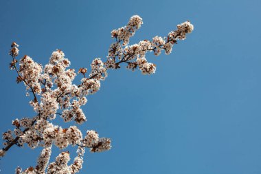 Doğanın güzel çiçekli ve soyut arka planı. Çiçek açan kayısı makrosu dalları hafif açık mavi gökyüzü arka planına odaklanmış. Kopya alanı olan Paskalya ve bahar tebrik kartları için.