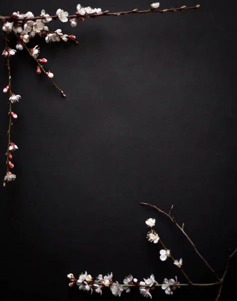 Bahar sınırı arka planında güzel beyaz çiçekli dallar. Zaman kavramı. Düz görünüm kopyalama alanı.