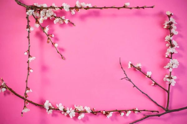 Spring Gränsen Bakgrund Med Vackra Vita Blommande Grenar Springtime Koncept — Stockfoto