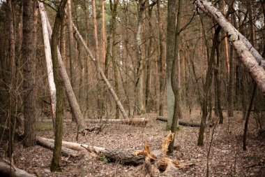 Orman, doğa, çam. Kesilmiş ağaçlar. Bir sürü ağaç..