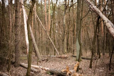 Orman, doğa, çam. Kesilmiş ağaçlar. Bir sürü ağaç..