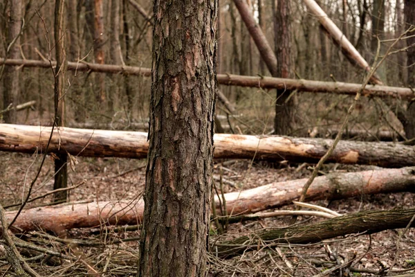 Orman, doğa, çam. Kesilmiş ağaçlar. Bir sürü ağaç..