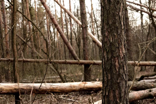 Forest, nature, pine. Felled trees. Lots of trees.