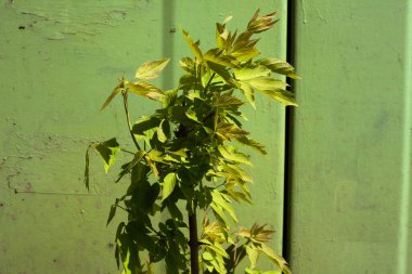 Parlak yeşil arka planda yeşil bir bitki. Açık hava, güneşli gün.