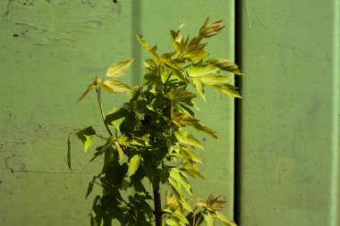 Parlak yeşil arka planda yeşil bir bitki. Açık hava, güneşli gün.