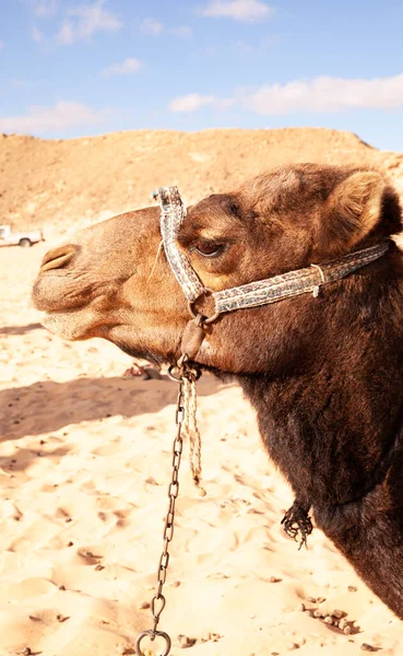 Camello Desierto Egipto — Foto de Stock