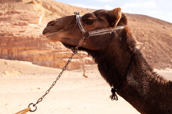 Camello Desierto Egipto — Foto de Stock