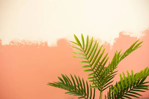 Palmbladeren Muurachtergrond — Stockfoto