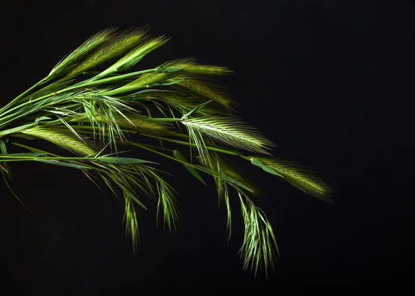 Grass similar to wheat on a black background.