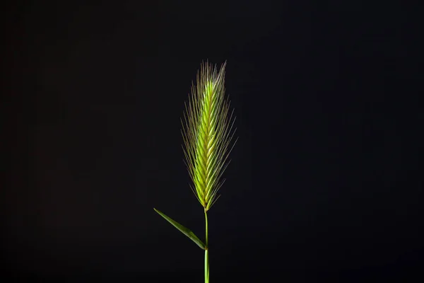 Grass similar to wheat on a black background.