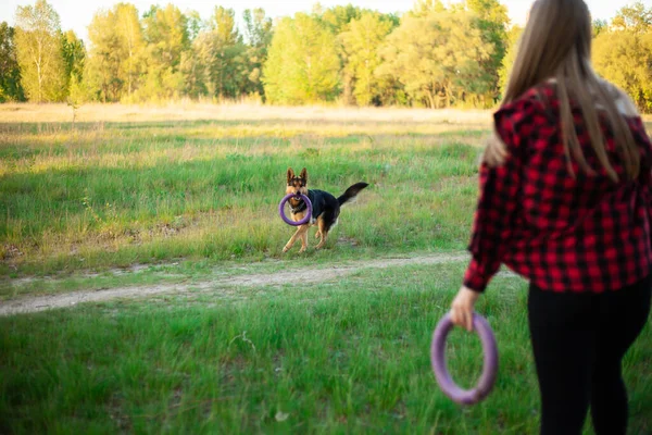 Kız Bir Köpekle Oynuyor Arkadaşlık Konsepti Kahverengi Renkli Çoban Köpeği — Stok fotoğraf