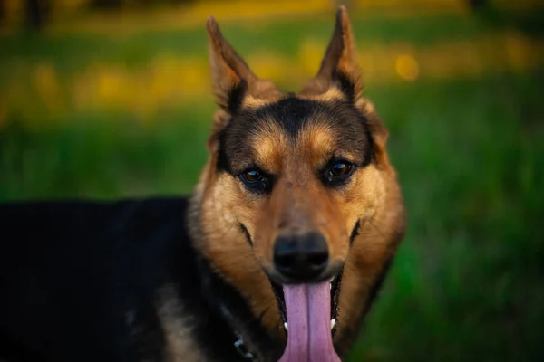 Portret Psa Pasterskiego Przyrodzie Pies Jest Brązowy — Zdjęcie stockowe