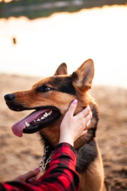 Bir köpeğin portresi, çoban köpeği. Köpeği okşayan bir kız.