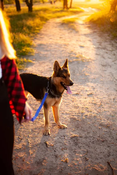 Girl Walking Dog Blue Leash Shepherd Background Beautiful Nature Sunset — Stock Photo, Image