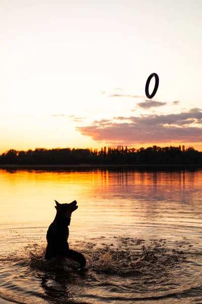 Kutyát Vízben Játszák Shepherd Naplementekor Gyönyörű Természet — Stock Fotó