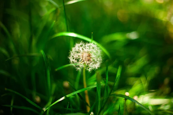 模糊的自然背景 草丛中的蒲公英 — 图库照片