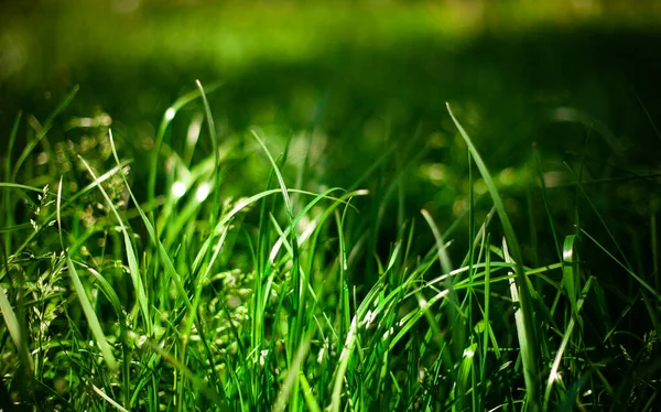 Färskt Grönt Gräs Bakgrund Solig Sommardag Parken — Stockfoto