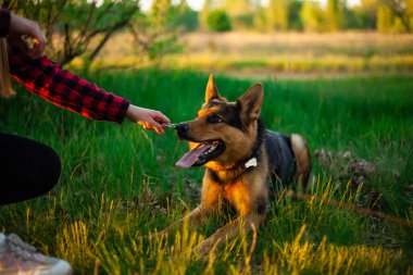Shepherd parkta oynanıyor. Yaz günü, erkek köpek dostum.