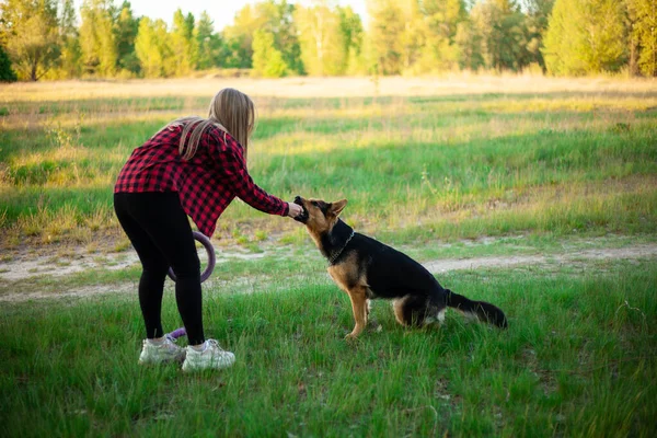 Shepherd Est Joué Dans Parc Journée Été Mans Ami Chien — Photo