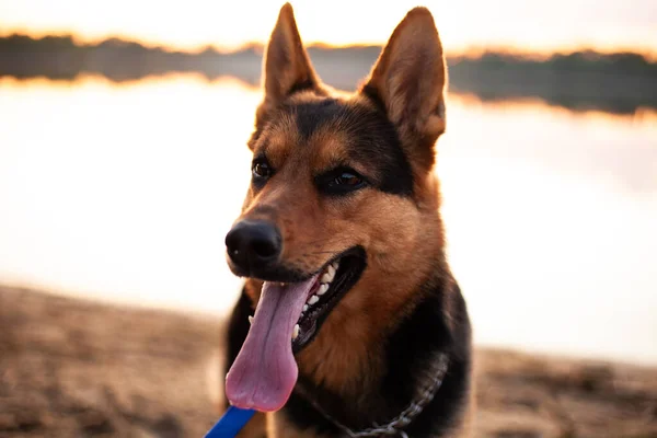 Working dog german shepherd mix in park