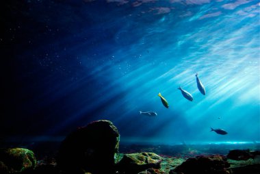 Güzel doğa, sudaki balıkların hayatı. Işınlar suya düşer. Suda beş balık yüzer.