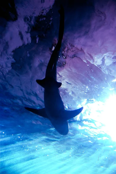 Büyük bir köpekbalığı yüzüyor. Güzel doğa, sudaki balıkların hayatı. Işınlar suya düşer.