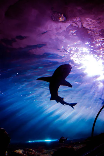 Büyük bir köpekbalığı yüzüyor. Güzel doğa, sudaki balıkların hayatı. Işınlar suya düşer.