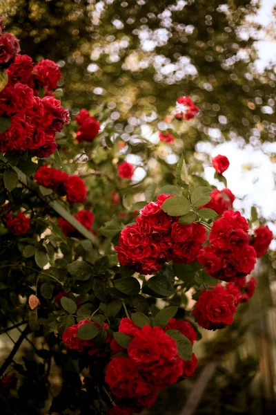 Fin Konstbild Vackra Pastellrosor Trädgården Bakgrundsbild Röda Rosor Rosornas Bush — Stockfoto