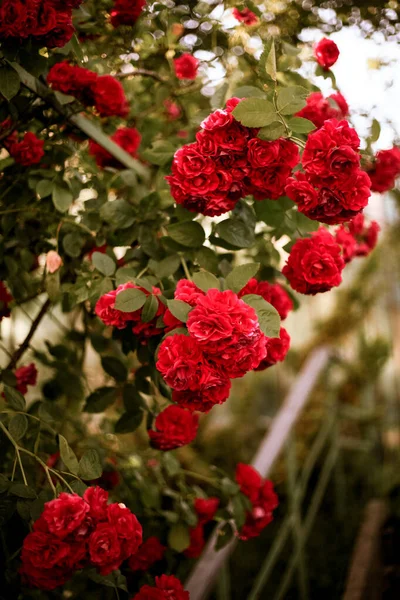 Schöne Kunst Bild Von Schönen Pastellrosen Garten Hintergrundbild Von Roten — Stockfoto