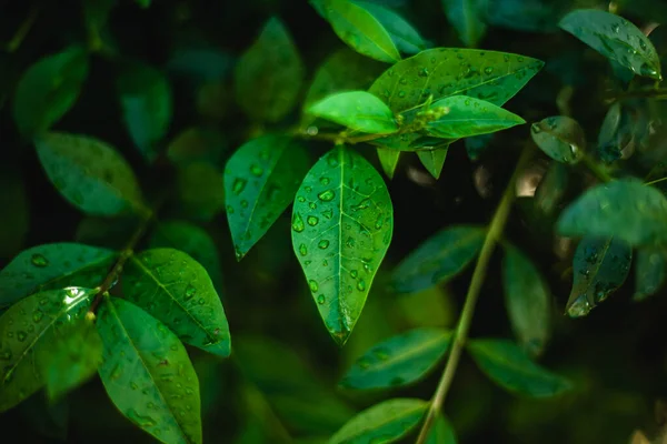 Stora Vackra Droppar Genomskinligt Regnvatten Ett Grönt Lövmakro Daggdroppar Morgonen — Stockfoto