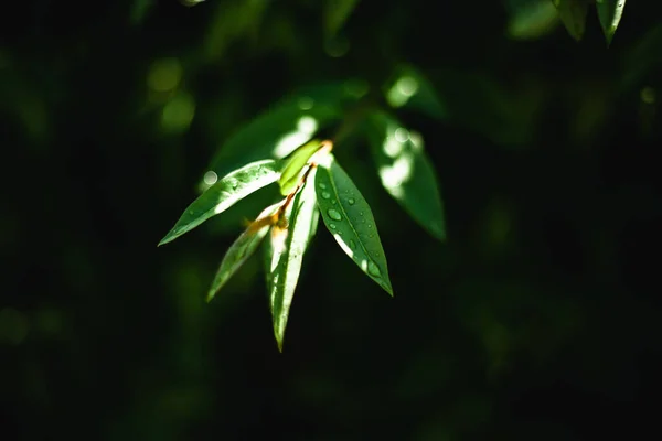 Yeşil yapraklı makronun üzerinde büyük, şeffaf yağmur suyu damlaları. Sabahları çiy damlaları güneşte parlar. Doğadaki güzel yaprak dokusu. Doğal arkaplan.