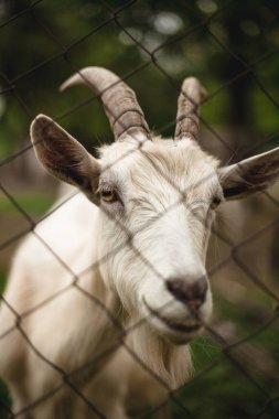 Keçiler kameraya bakın.