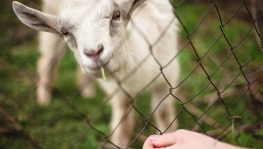 Ot yiyen bir keçinin komik portresi.