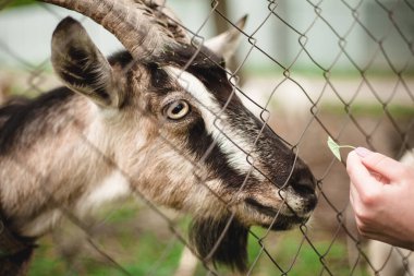 Ot yiyen bir keçinin komik portresi.