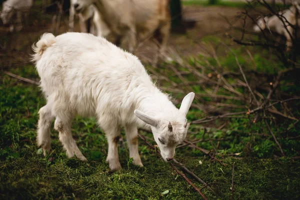 Cabras Pequeñas Ovejas Que Pastan Prado — Foto de Stock