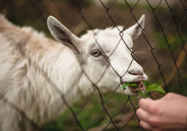 Retrato Gracioso Una Cabra Comiendo Hierba — Foto de Stock