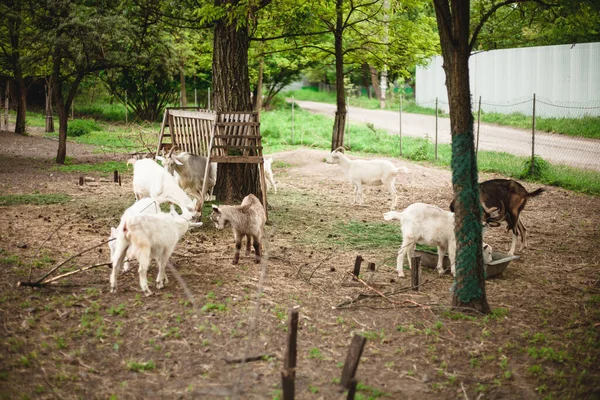 Cabras Pequeñas Ovejas Que Pastan Prado — Foto de Stock