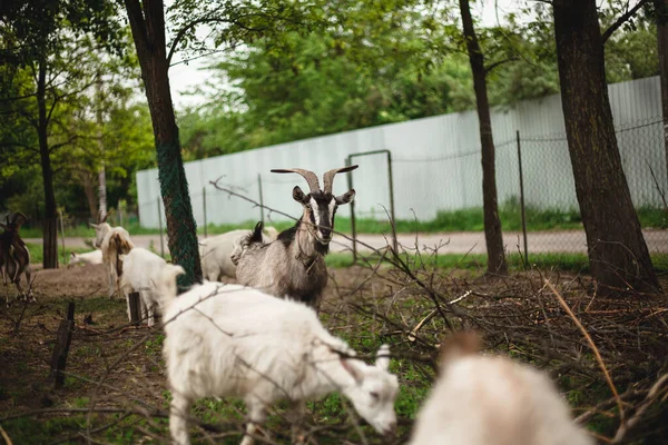 Cabras Pequeñas Ovejas Que Pastan Prado — Foto de Stock