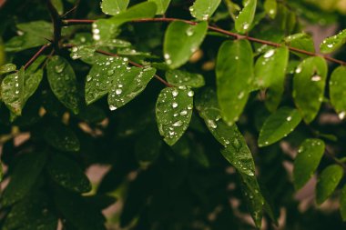 Yeşil yaprak ve su damlaları. Yeşil yapraklı makronun üzerinde büyük, şeffaf yağmur suyu damlaları. Sabahları çiy damlaları güneşte parlar. Doğadaki güzel yaprak dokusu. Doğal arkaplan