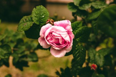 Yağmurlu havada güzel bir gül. Doğa görüntüsü. Pembe gül çalısı. Pembe Çiçek Bitkileri.