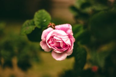 Yağmurlu havada güzel bir gül. Doğa görüntüsü. Pembe gül çalısı. Pembe Çiçek Bitkileri.