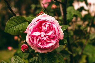 Yağmurlu havada güzel bir gül. Doğa görüntüsü. Pembe gül çalısı. Pembe Çiçek Bitkileri.