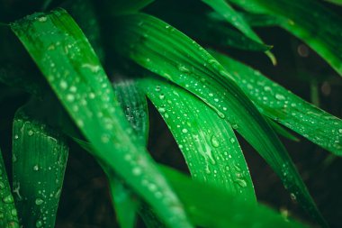 Yeşil yaprak ve su damlaları. Yeşil yapraklı makronun üzerinde büyük, şeffaf yağmur suyu damlaları. Sabahları çiy damlaları güneşte parlar. Doğadaki güzel yaprak dokusu. Doğal arkaplan