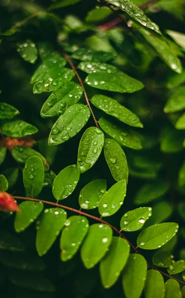 Grönt Löv Med Droppar Vatten Stora Vackra Droppar Genomskinligt Regnvatten — Stockfoto