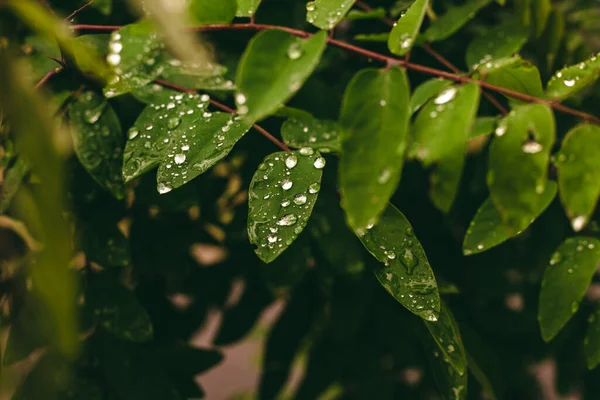 水の滴と緑の葉 緑の葉のマクロ上の透明な雨の水の大きな美しい滴 太陽の下で朝の輝きに露の滴 自然の中で美しい葉の質感 自然背景 — ストック写真